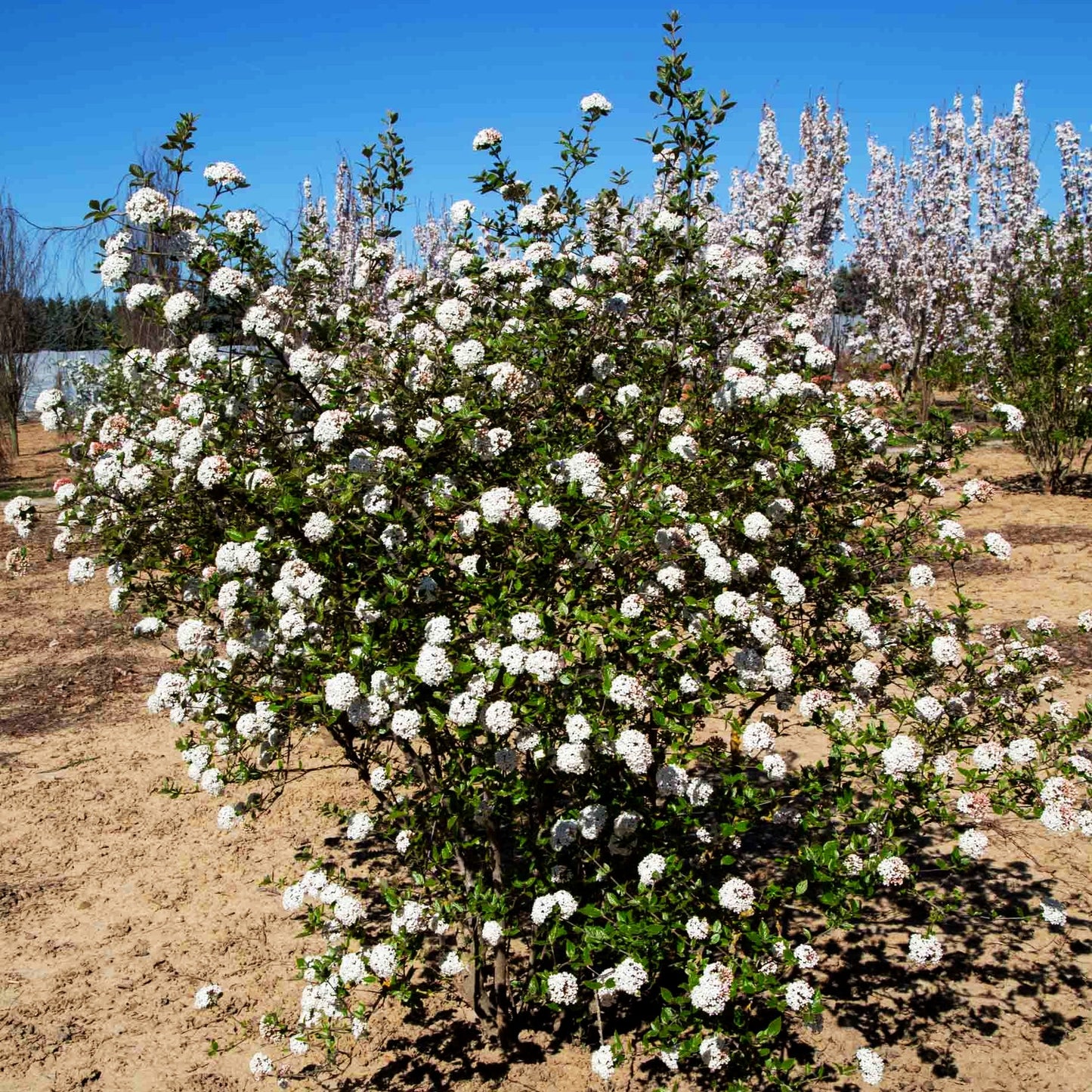 Oster-Schneeball (Viburnum x burkwoodii)