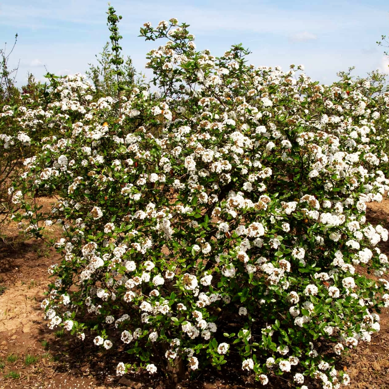 Oster-Schneeball (Viburnum x burkwoodii)