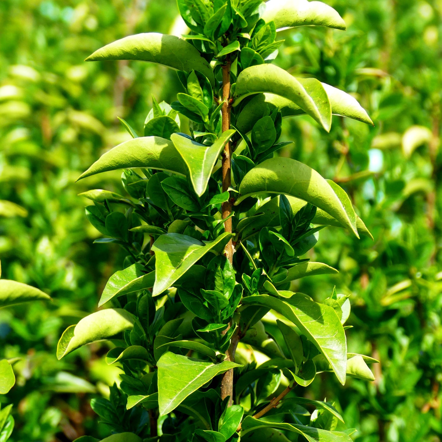Ovalblättriger Liguster 'Green Diamond' (Ligustrum ovalifolium)