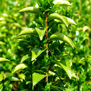 Ovalblättriger Liguster 'Green Diamond' (Ligustrum ovalifolium)