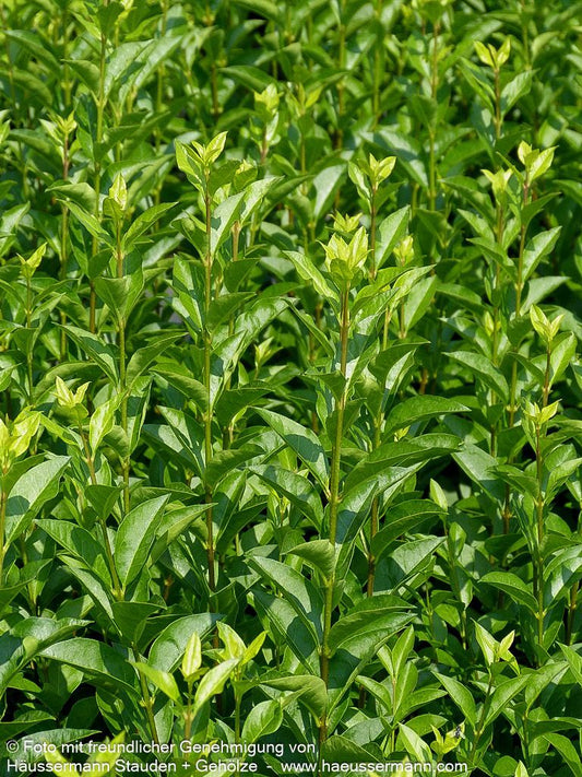 Ovalblättriger Liguster (Ligustrum ovalifolium)
