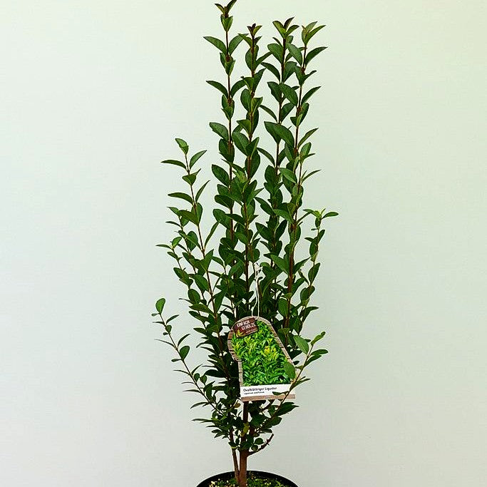 Ovalblättriger Liguster (Ligustrum ovalifolium)
