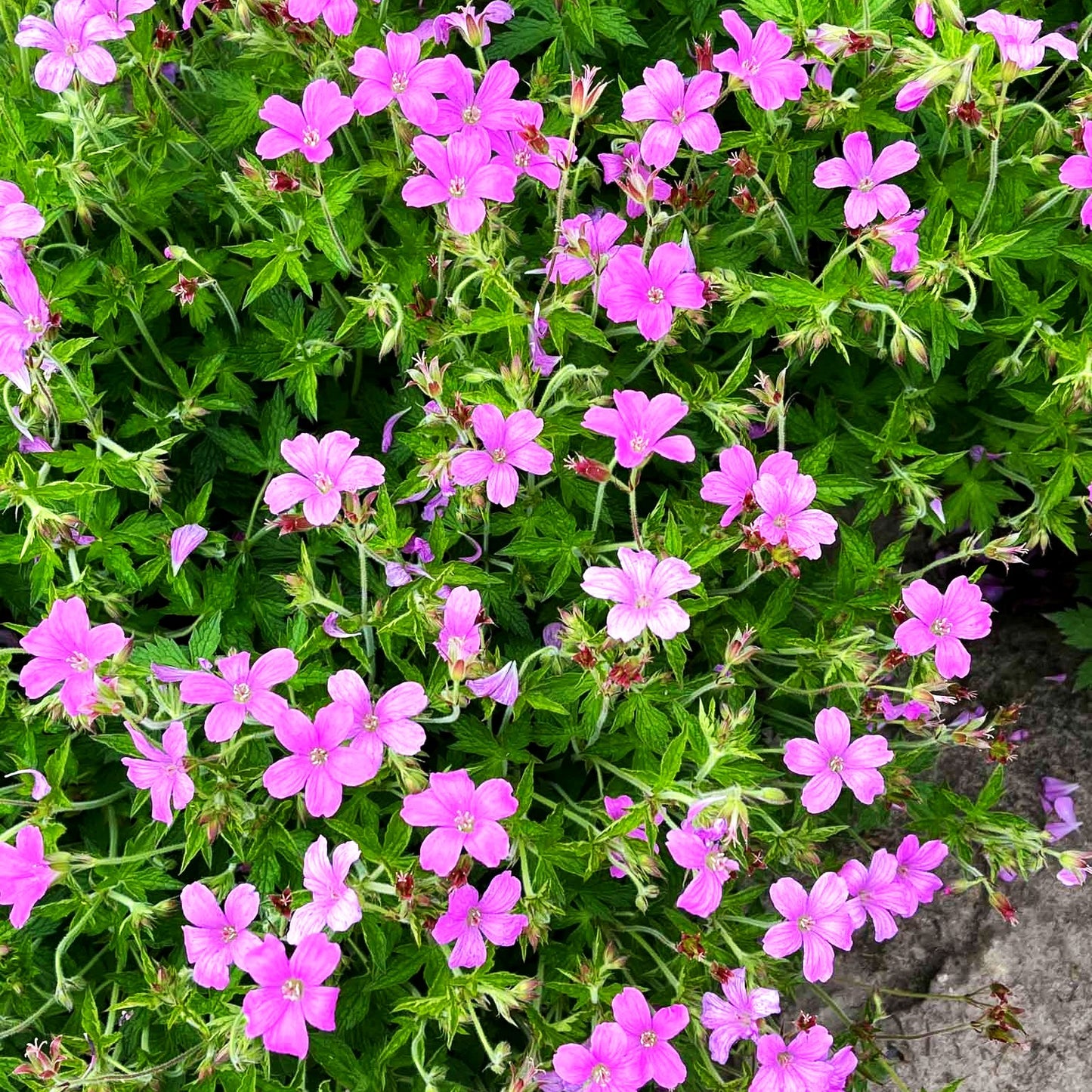 Oxford-Storchschnabel 'Rosenlicht' (Geranium x oxonianum)