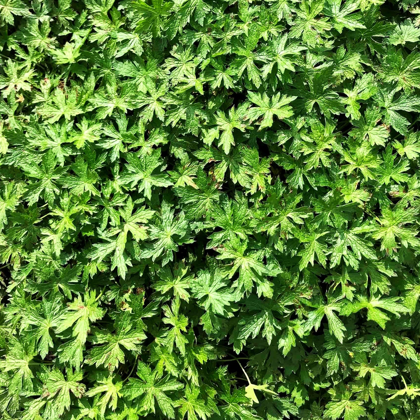 Oxford-Storchschnabel 'Rosenlicht' (Geranium x oxonianum)