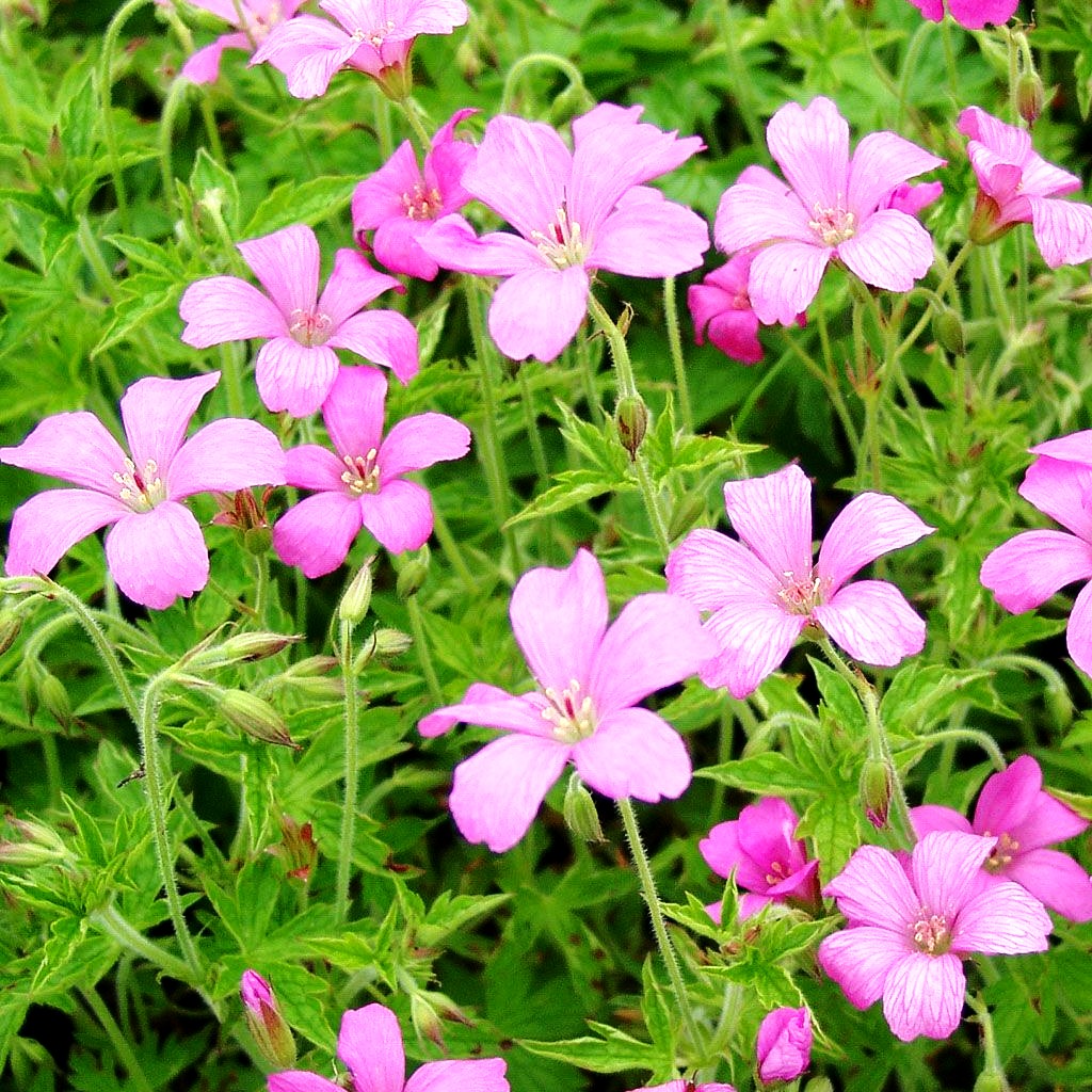 Oxford-Storchschnabel 'Rosenlicht' (Geranium x oxonianum)
