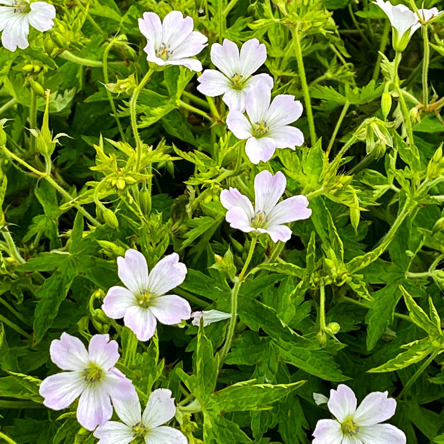 Oxford-Storchschnabel 'Trevor's White' (Geranium x oxonianum)