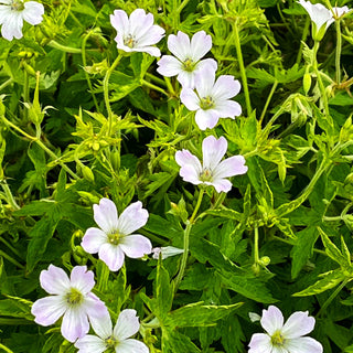 Oxford-Storchschnabel 'Trevor's White' (Geranium x oxonianum)