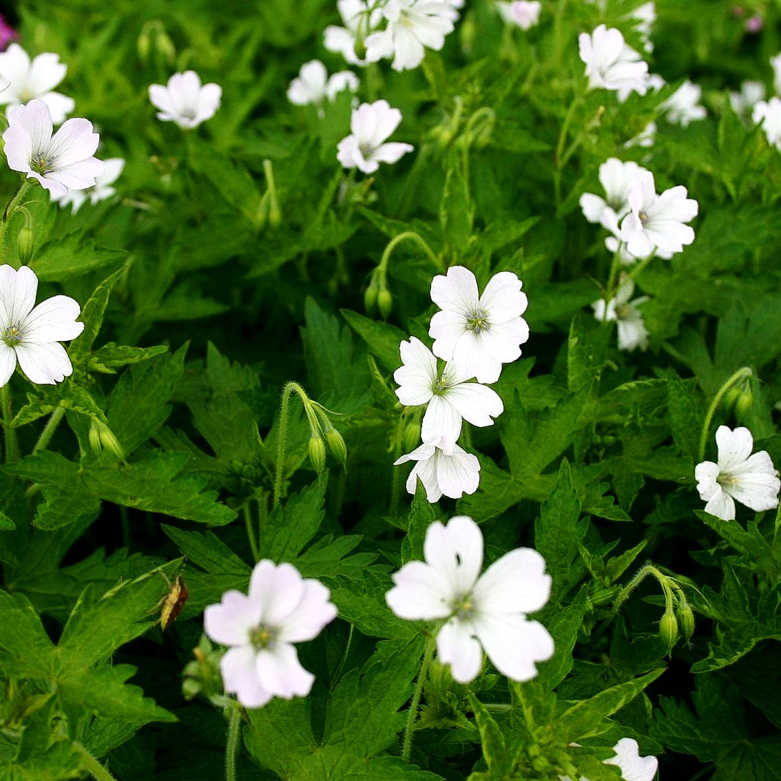 Oxford-Storchschnabel 'Trevor's White' (Geranium x oxonianum)