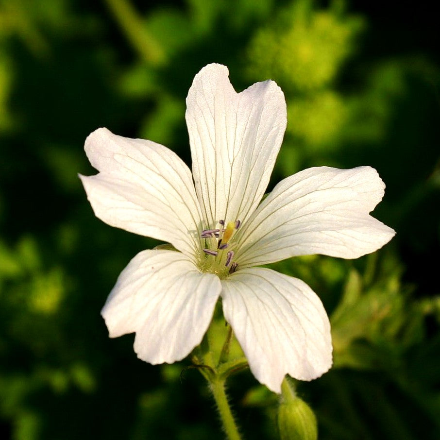 Oxford-Storchschnabel 'Trevor's White' (Geranium x oxonianum)