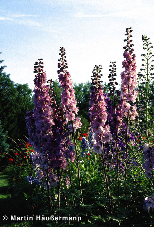 Pacific-Rittersporn 'Astolat' (Delphinium Pacific)