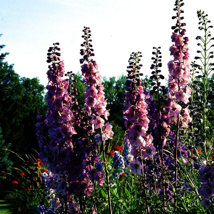 Pacific-Rittersporn 'Astolat' (Delphinium Pacific)