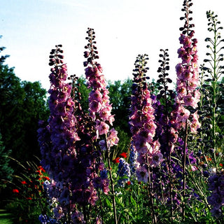 Pacific-Rittersporn 'Astolat' (Delphinium Pacific)