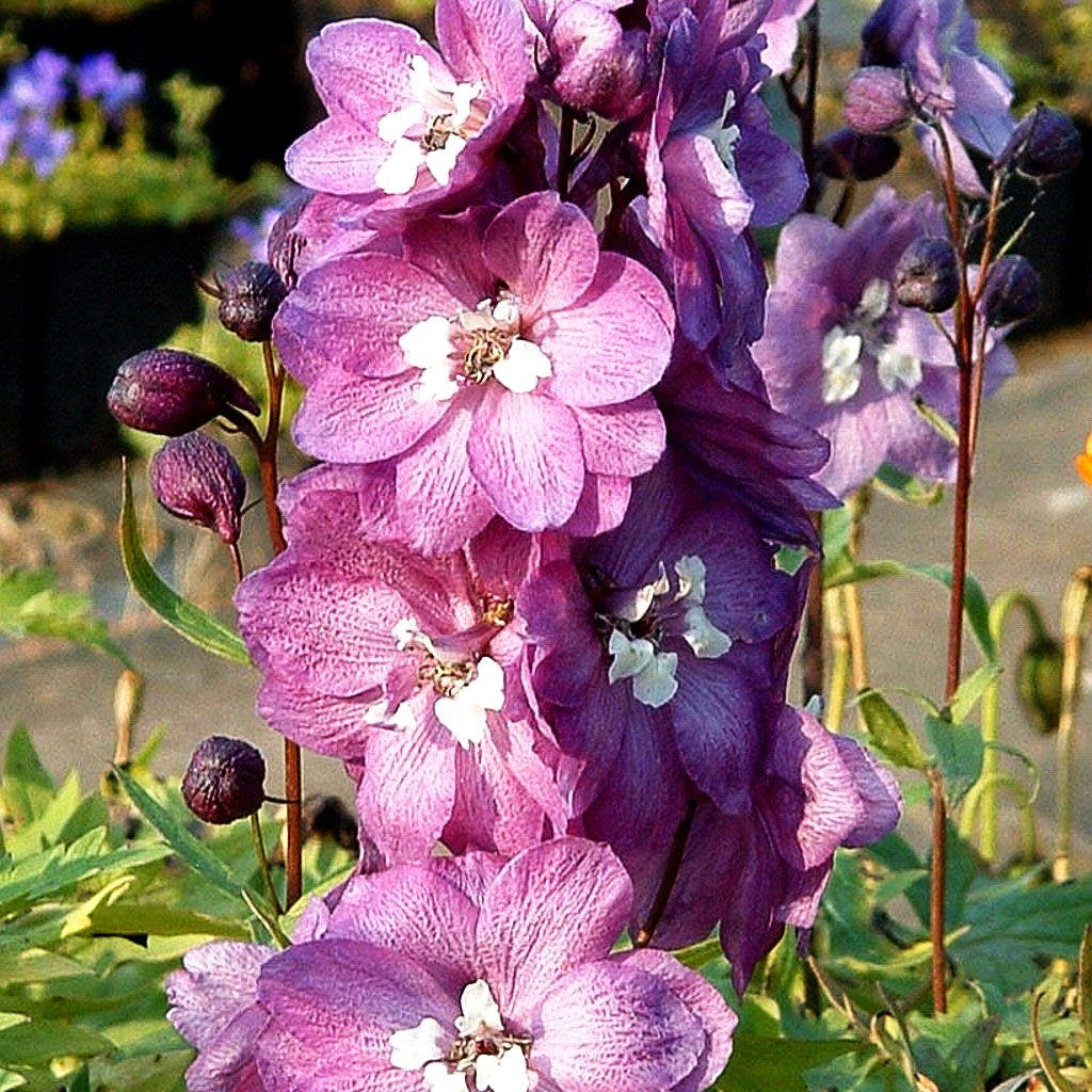 Pacific-Rittersporn 'Astolat' (Delphinium Pacific)