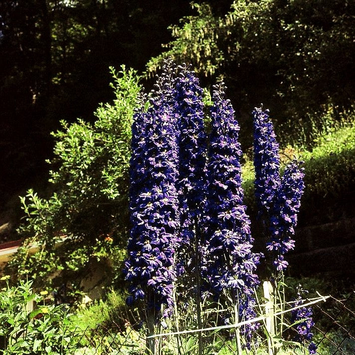 Pacific-Rittersporn 'Black Knight' (Delphinium Pacific)