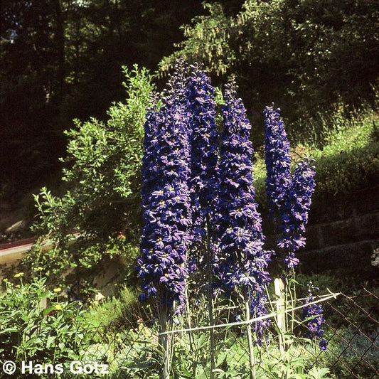 Pacific-Rittersporn 'Black Knight' (Delphinium Pacific)
