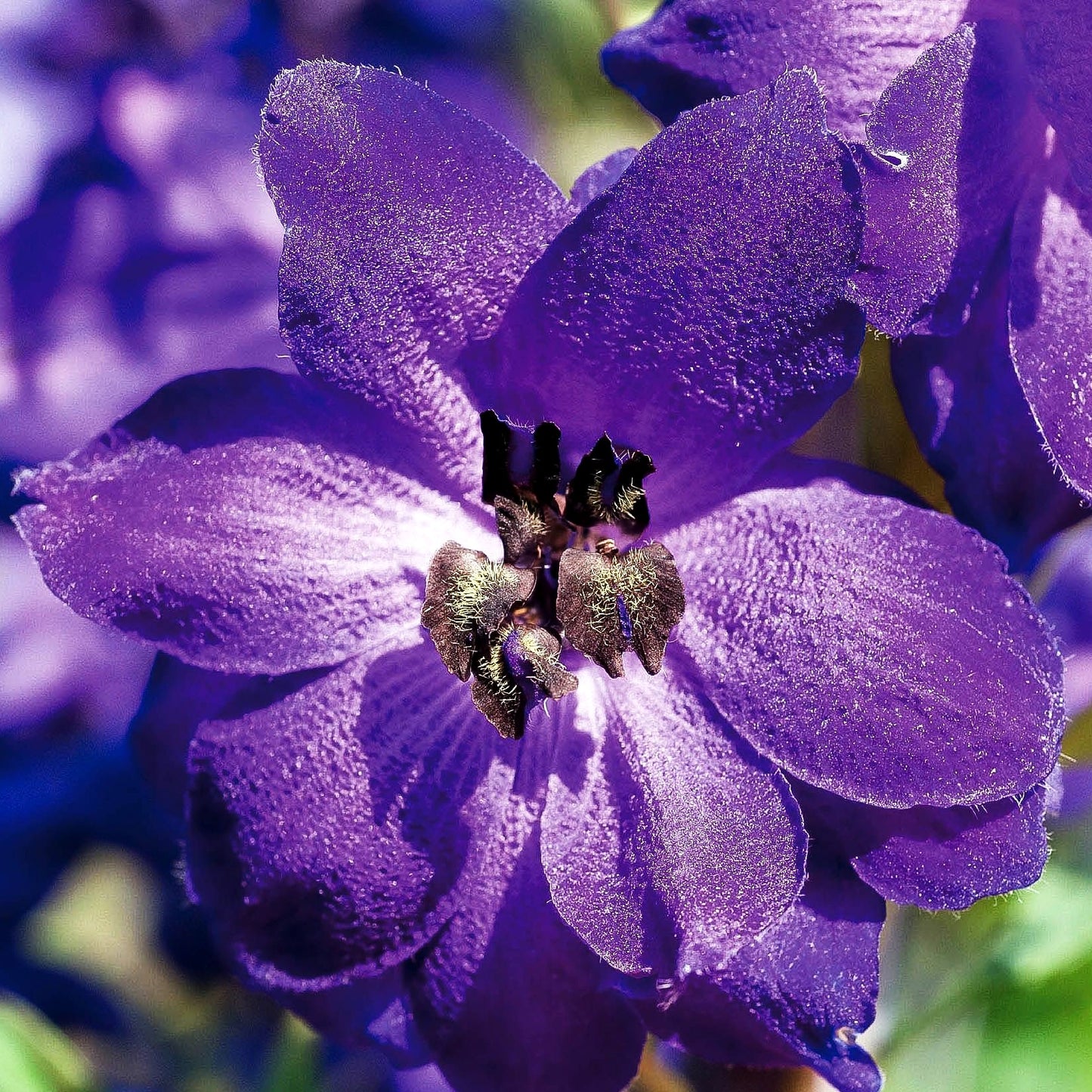 Pacific-Rittersporn 'Black Knight' (Delphinium Pacific)