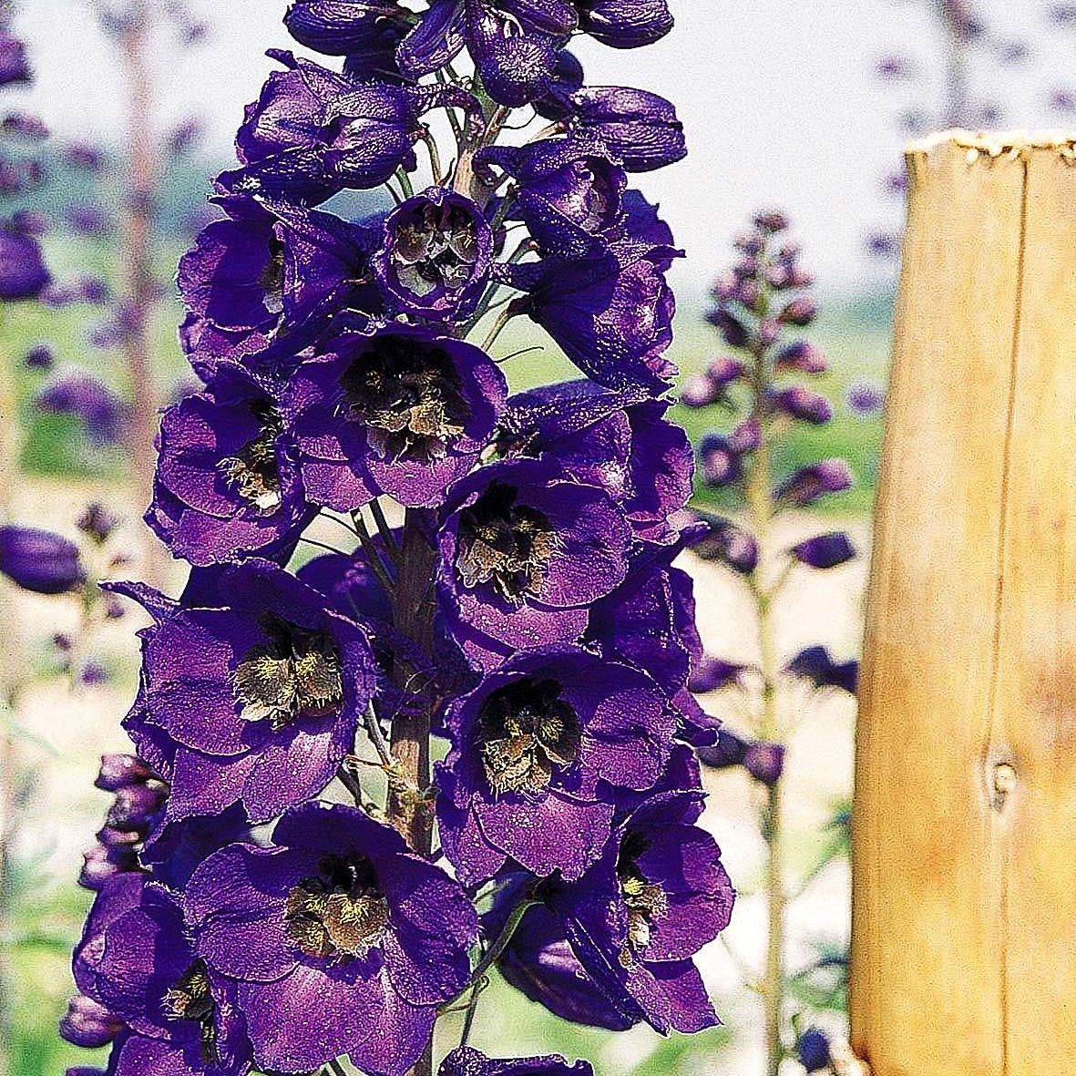 Pacific-Rittersporn 'Black Knight' (Delphinium Pacific)