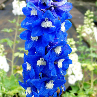 Pacific-Rittersporn 'Blue Bird' (Delphinium Pacific)