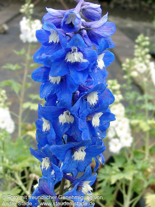 Pacific-Rittersporn 'Blue Bird' (Delphinium Pacific)