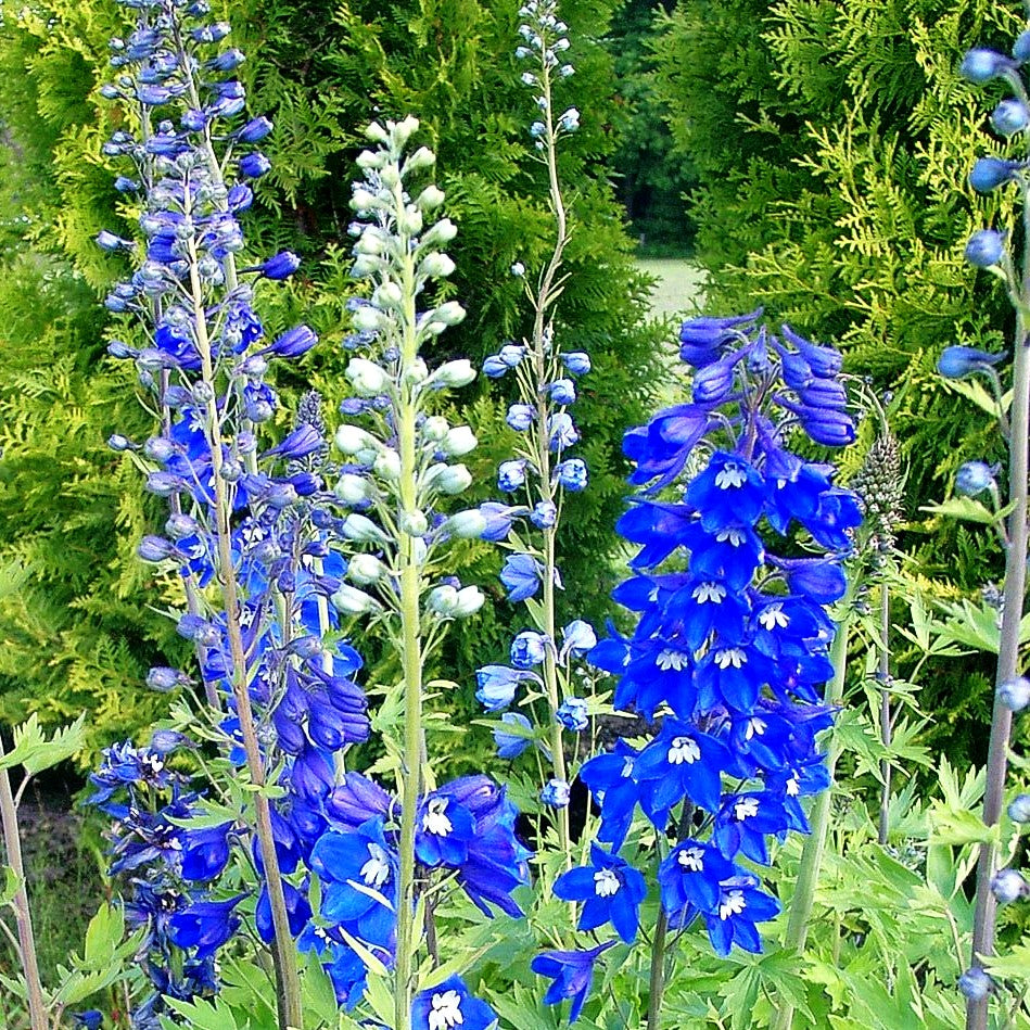 Pacific-Rittersporn 'Blue Bird' (Delphinium Pacific)