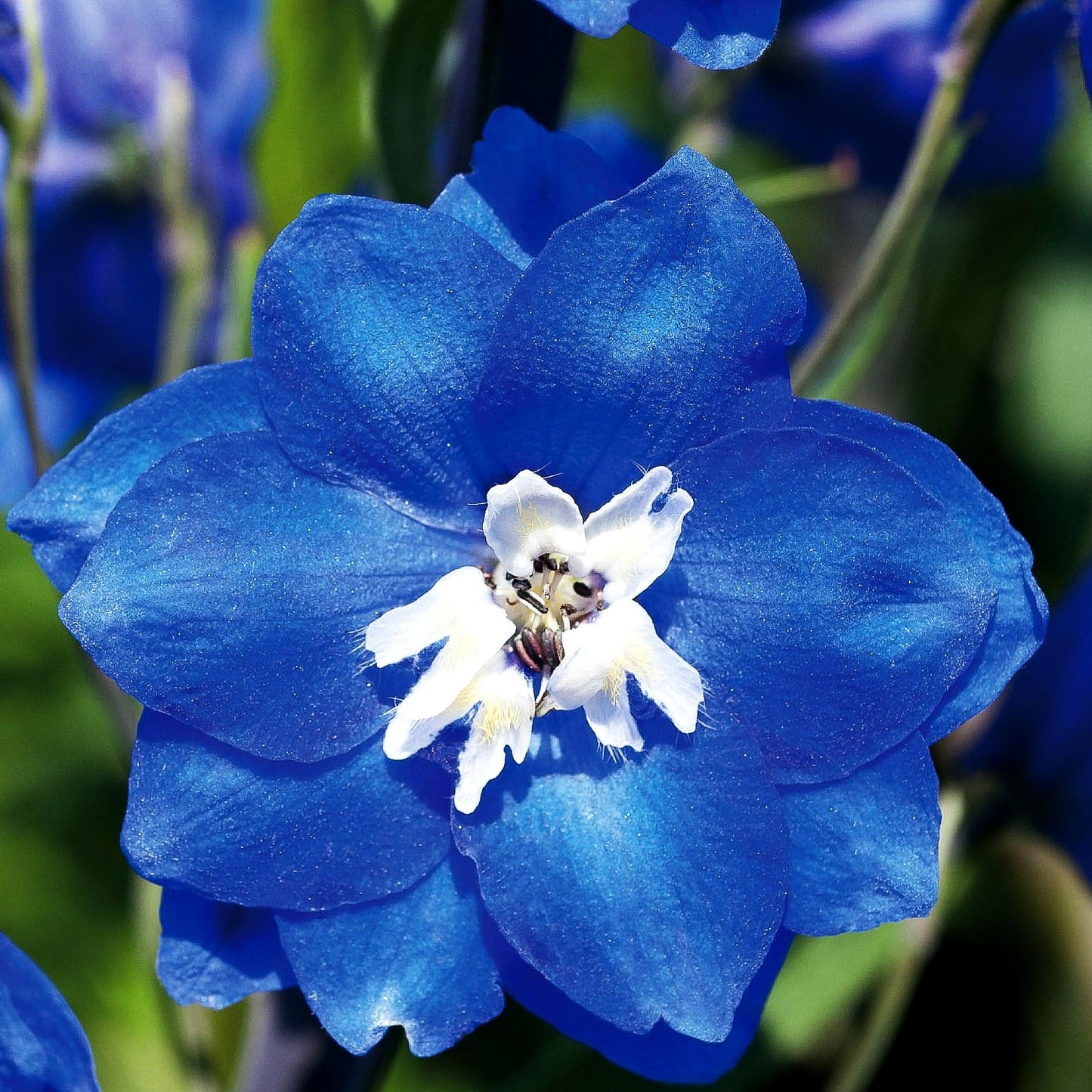 Pacific-Rittersporn 'Blue Bird' (Delphinium Pacific)