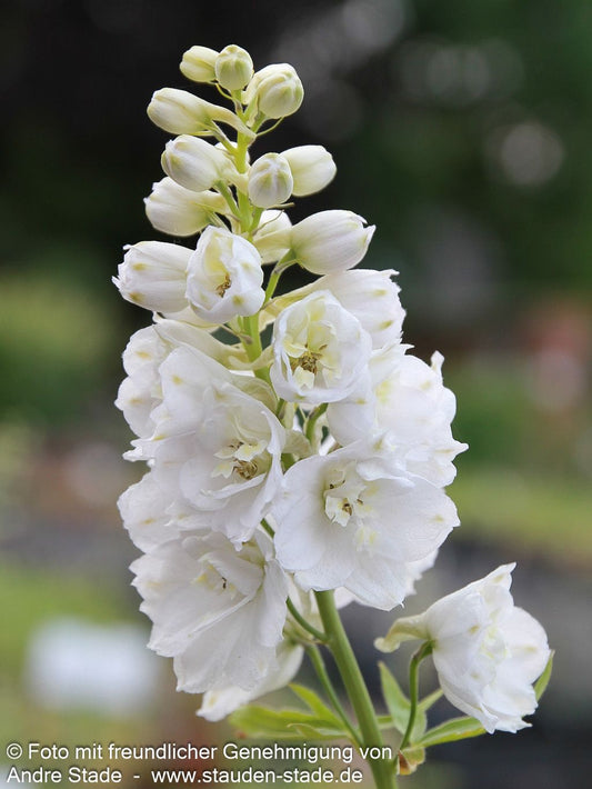 Pacific-Rittersporn 'Galahad' (Delphinium Pacific)