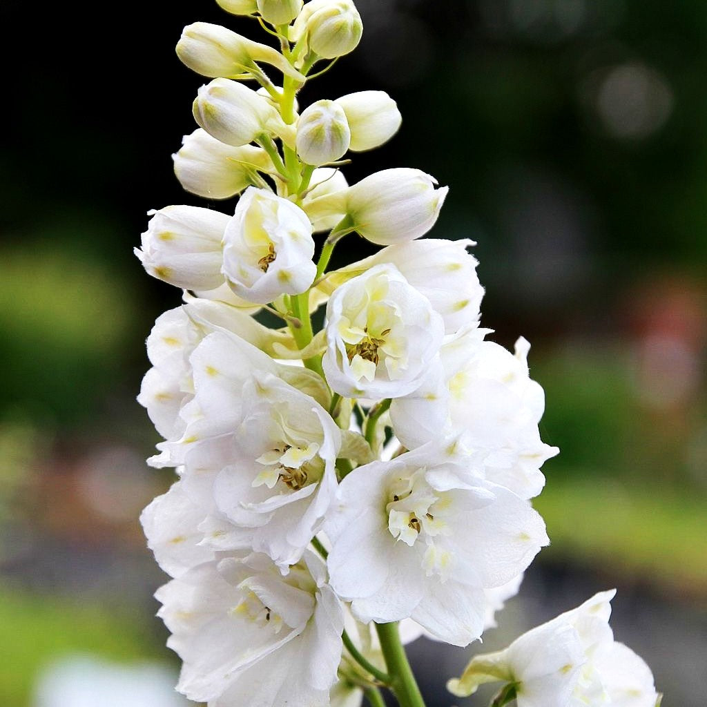 Pacific-Rittersporn 'Galahad' (Delphinium Pacific)