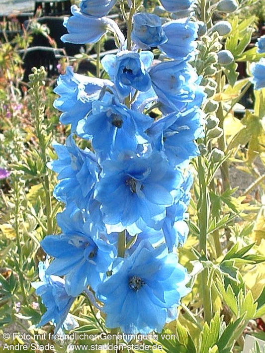 Pacific-Rittersporn 'Summer Skies' (Delphinium Pacific)