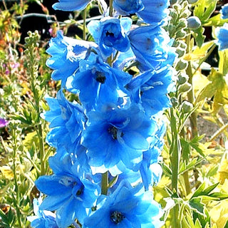 Pacific-Rittersporn 'Summer Skies' (Delphinium Pacific)
