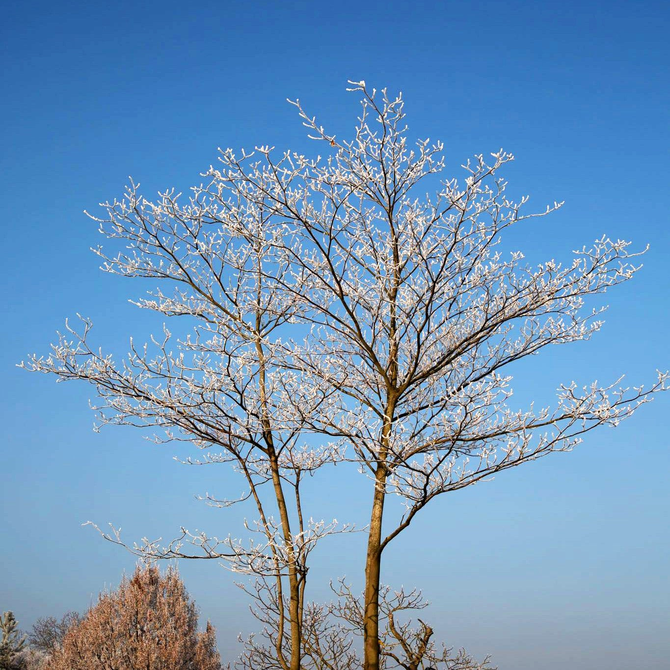 Pagoden-Hartriegel (Cornus controversa)