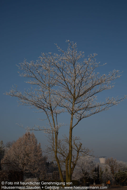 Pagoden-Hartriegel (Cornus controversa)