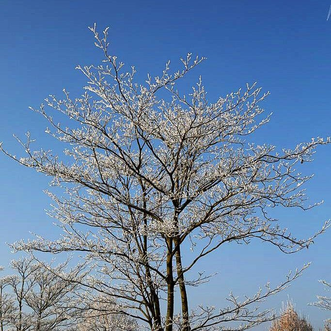 Pagoden-Hartriegel (Cornus controversa)