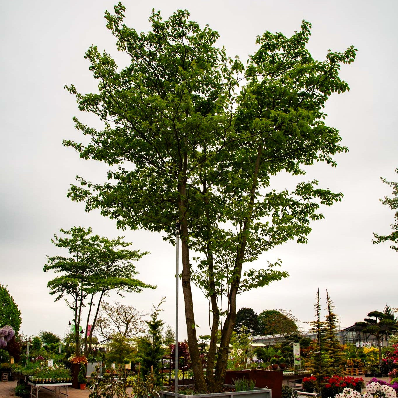Pagoden-Hartriegel (Cornus controversa)