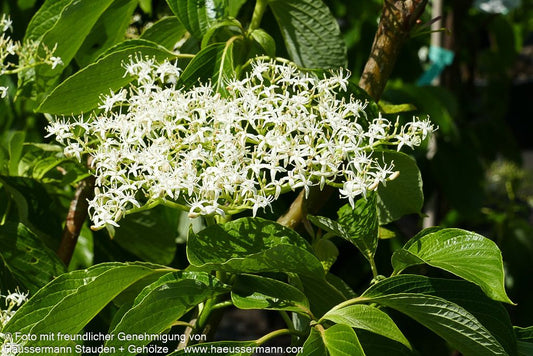 Pagoden-Hartriegel 'Pagoda' (Cornus controversa)