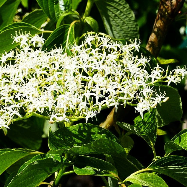 Pagoden-Hartriegel 'Pagoda' (Cornus controversa)