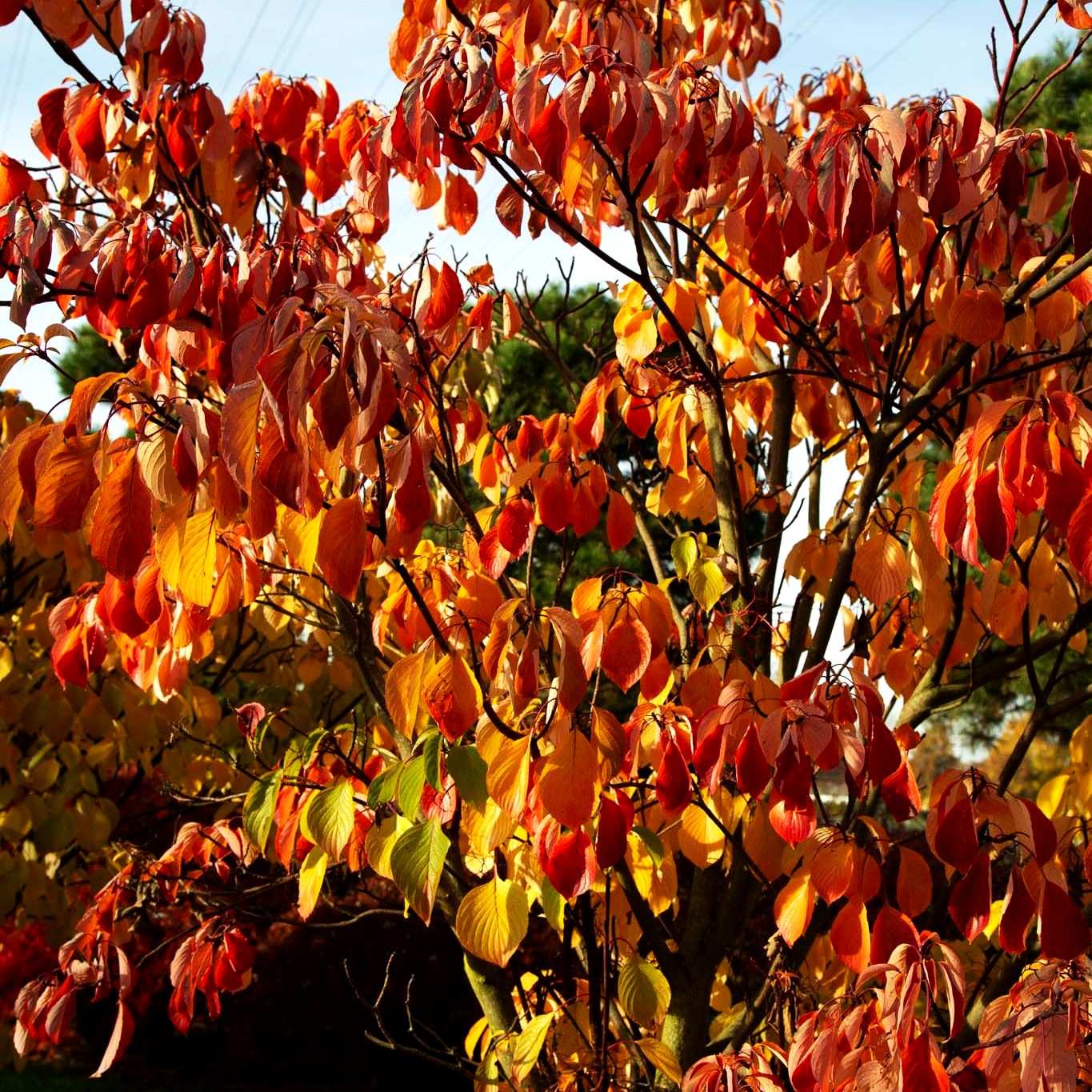 Pagoden-Hartriegel 'Pagoda' (Cornus controversa)