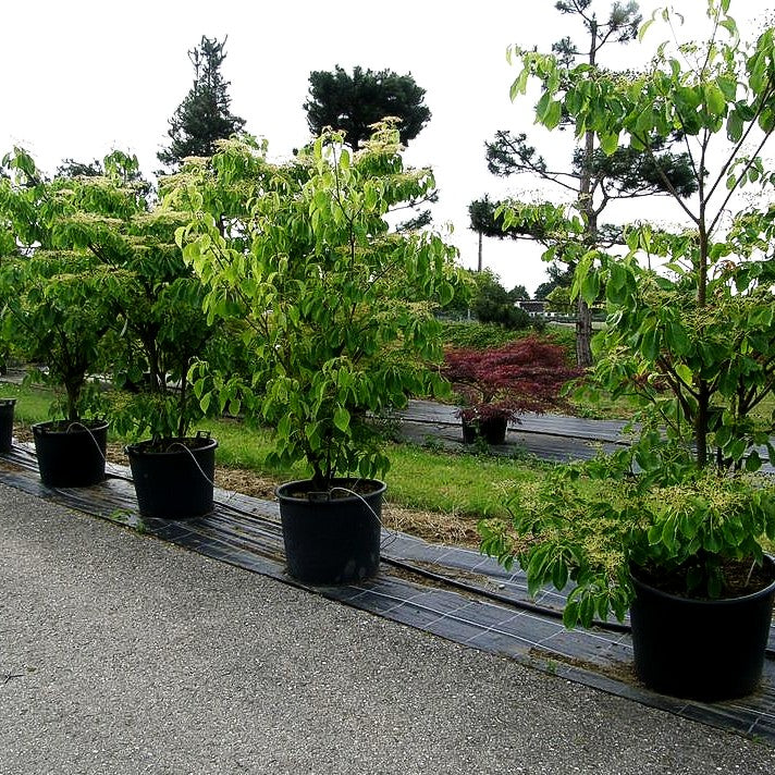 Pagoden-Hartriegel 'Pagoda' (Cornus controversa)
