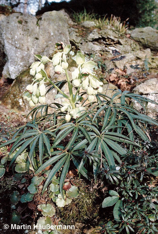Palmblatt-Nieswurz (Helleborus foetidus)