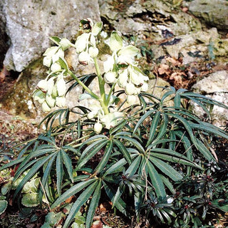Palmblatt-Nieswurz (Helleborus foetidus)