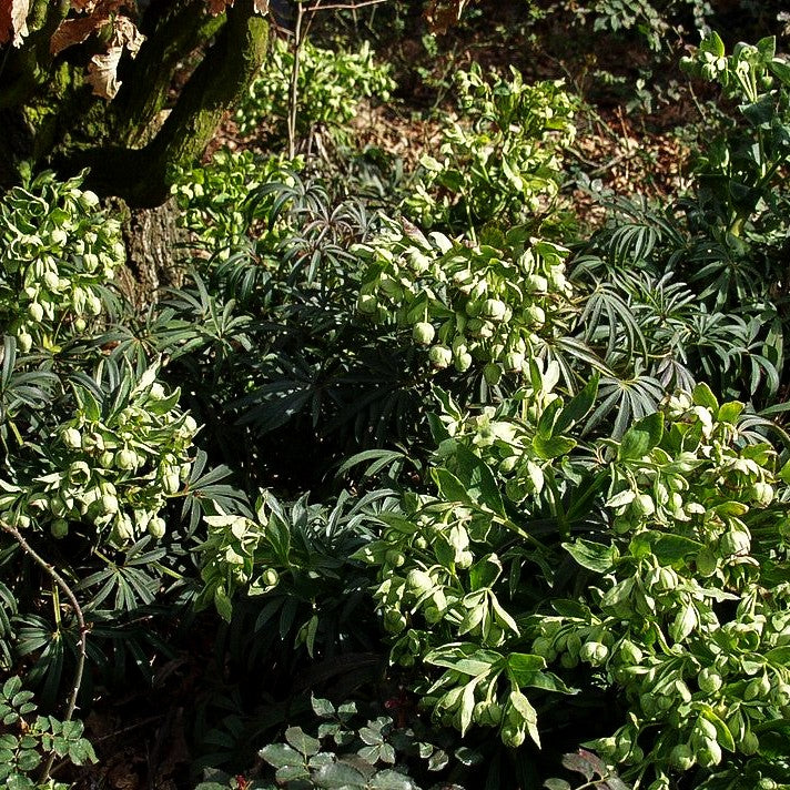 Palmblatt-Nieswurz (Helleborus foetidus)