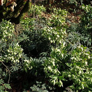 Palmblatt-Nieswurz (Helleborus foetidus)
