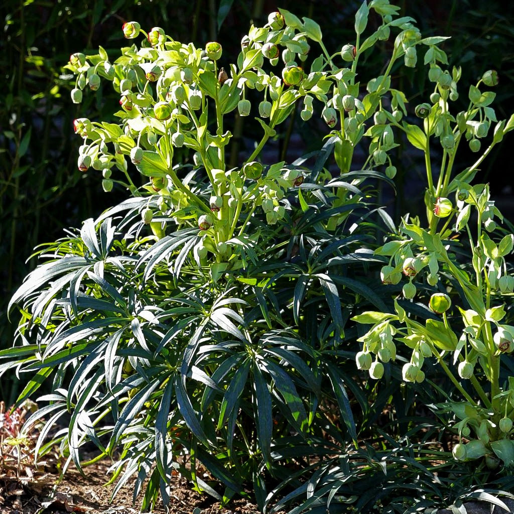 Palmblatt-Nieswurz (Helleborus foetidus)
