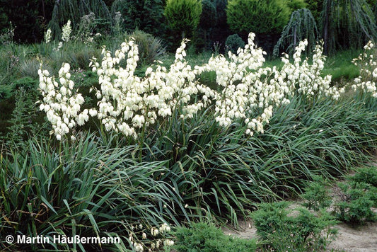 Palmlilie (Yucca filamentosa)