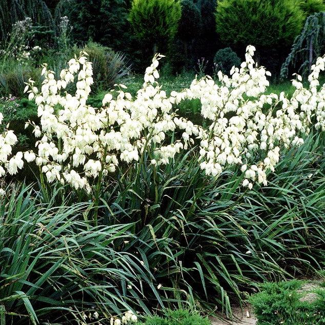 Palmlilie (Yucca filamentosa)
