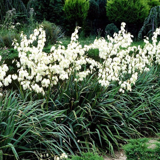 Palmlilie (Yucca filamentosa)
