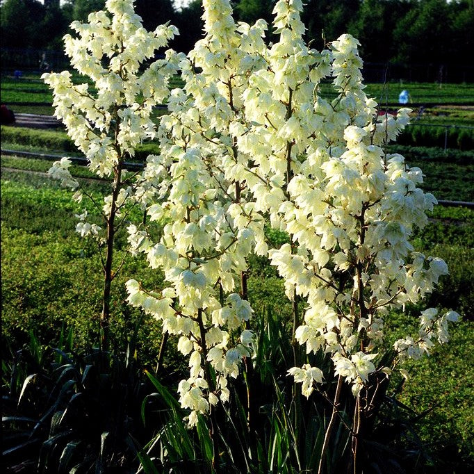 Palmlilie (Yucca filamentosa)