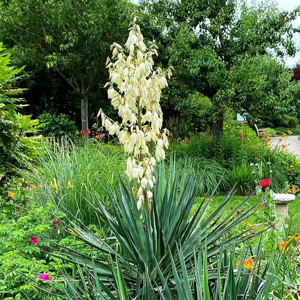 Palmlilie (Yucca filamentosa)