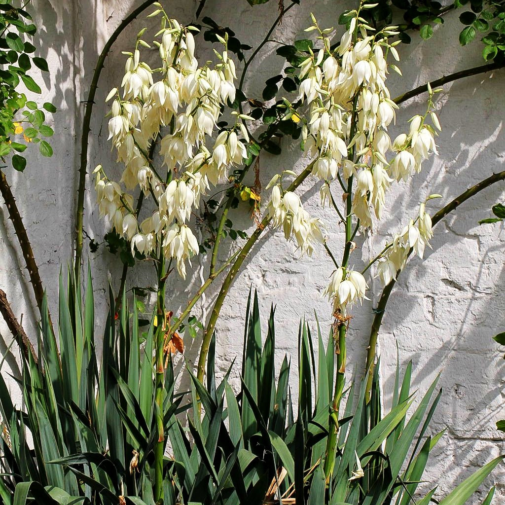 Palmlilie (Yucca filamentosa)
