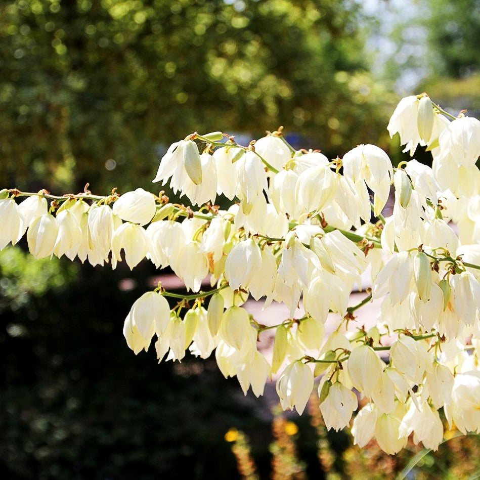 Palmlilie (Yucca filamentosa)