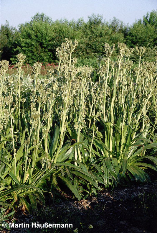 Palmlilienblättrige Edeldistel (Eryngium yuccifolium)